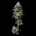 Kosher Kush (DNA Genetics) Feminiserade