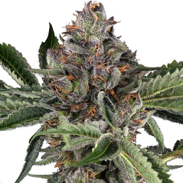 Papaya Jealousy (Sensi Seeds) Feminiserade