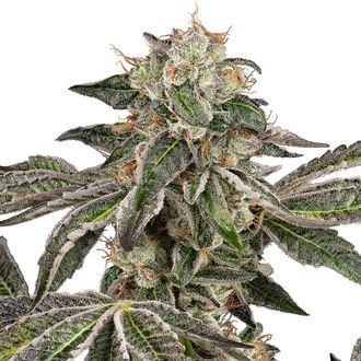 Runtz Autoflower (White Label) Feminiserade