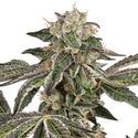 Runtz Autoflower (White Label) Feminiserade