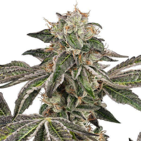 Runtz Autoflower (White Label) Feminiserade