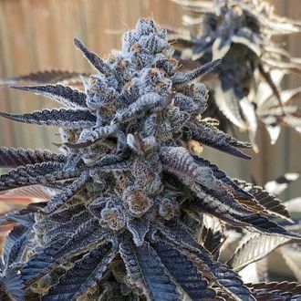 Bahama Berry (Solfire Gardens) Feminiserade