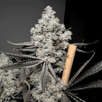 Barf Breath (Solfire Gardens) Feminiserade