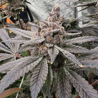 Gasserole (Solfire Gardens) Feminiserade