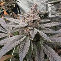 Gasserole (Solfire Gardens) Feminiserade