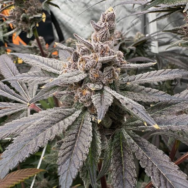 Gasserole (Solfire Gardens) Feminiserade