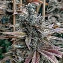 Lemon Elixir (Solfire Gardens) Feminiserade