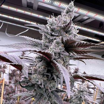 Lung Buster (Solfire Gardens) Feminiserade