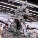 Lung Buster (Solfire Gardens) Feminiserade