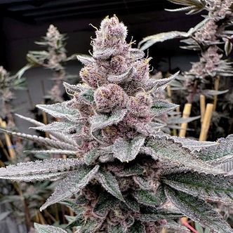 Miami Madness (Solfire Gardens) feminiserade cannabisfr&ouml;n