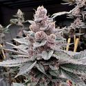 Miami Madness (Solfire Gardens) Feminiserade