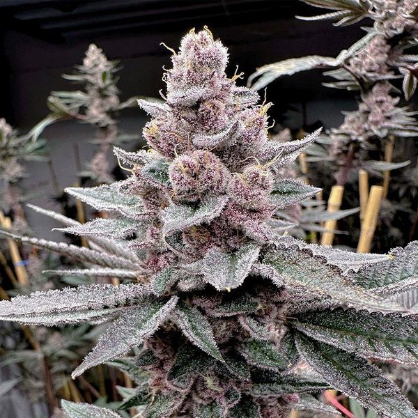 Miami Madness (Solfire Gardens) Feminiserade