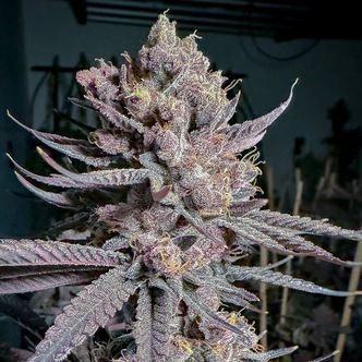 Ripe (Solfire Gardens) Feminiserade