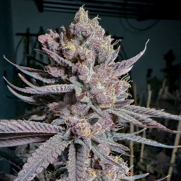 Ripe (Solfire Gardens) Feminiserade