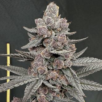 Sinferno (Solfire Gardens) Feminiserade