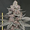 Sinferno (Solfire Gardens) Feminiserade