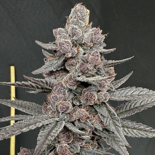 Sinferno (Solfire Gardens) Feminiserade
