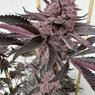 Strawmata (Solfire Gardens) Feminiserade cannabisfr&ouml;n