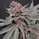 Terpgasm (Solfire Gardens) Feminiserade