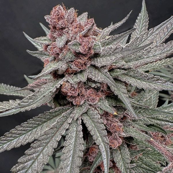 Terpgasm (Solfire Gardens) Feminiserade