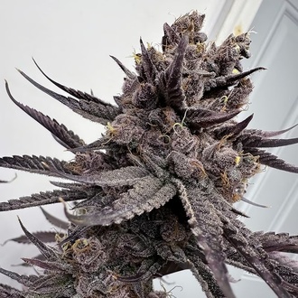 Trap God (Solfire Gardens) Feminiserade