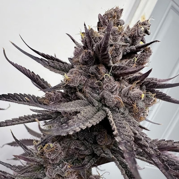 Trap God (Solfire Gardens) Feminiserade