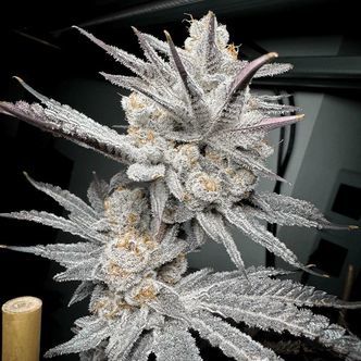Trich Beast (Solfire Gardens) feminiserade