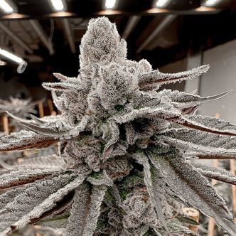 Yummy Yummy (Solfire Gardens) Feminiserade