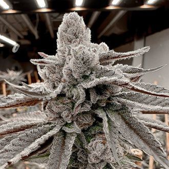 Yummy Yummy (Solfire Gardens) Feminiserade