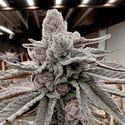 Yummy Yummy (Solfire Gardens) Feminiserade