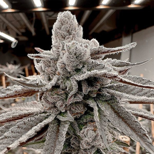 Yummy Yummy (Solfire Gardens) Feminiserade