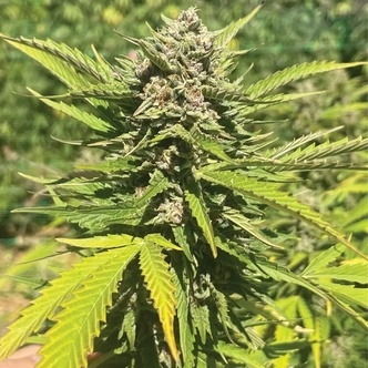 Banana Melt (Humboldt Seed Company) feminiserade cannabisfr&ouml;n