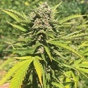 Banana Melt (Humboldt Seed Company) Feminiserade