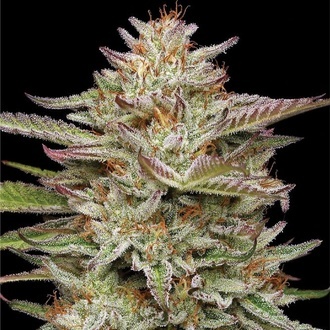 Banana OG (Humboldt Seed Company) Feminiserade