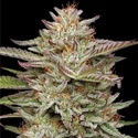 Banana OG (Humboldt Seed Company) Feminiserade