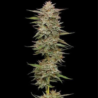 Banana OG (Humboldt Seed Company) Feminiserade