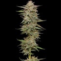 Banana OG (Humboldt Seed Company) Feminiserade