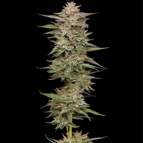 Banana OG (Humboldt Seed Company) Feminiserade