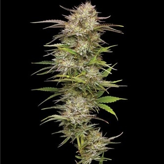 California Haze (Humboldt Seed Company) feminiserade cannabisfr&ouml;n