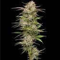 California Haze (Humboldt Seed Company) Feminiserade