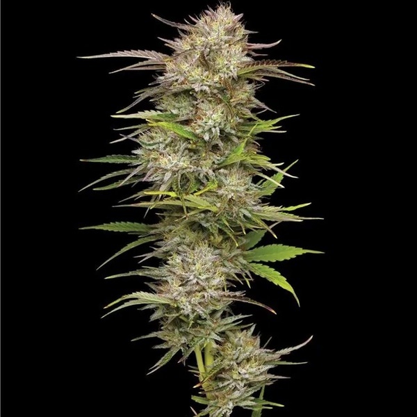California Haze (Humboldt Seed Company) Feminiserade