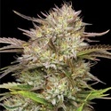 California Haze (Humboldt Seed Company) Feminiserade