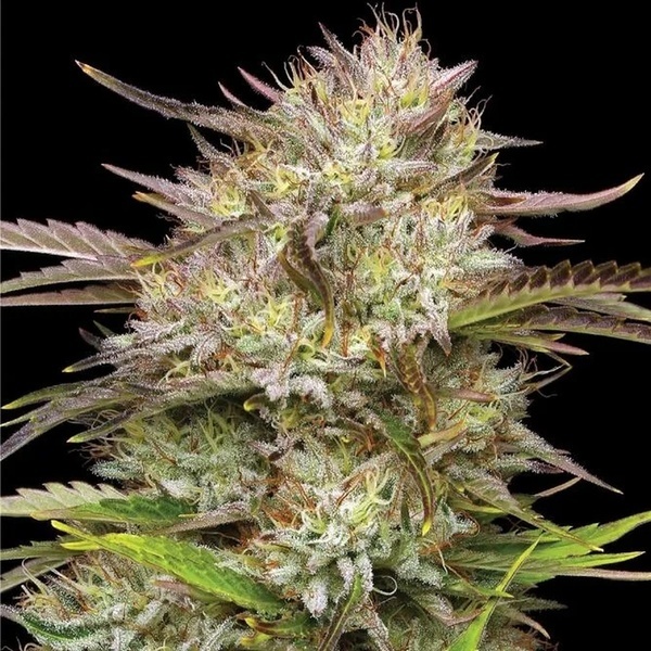 California Haze (Humboldt Seed Company) Feminiserade