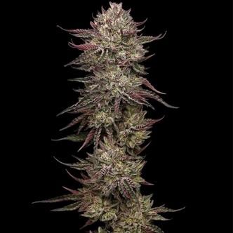 Chicken N' Wafflez (Humboldt Seed Company) feminiserade