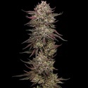 Chicken N' Wafflez (Humboldt Seed Company) Feminiserade