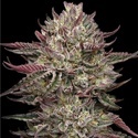 Chicken N' Wafflez (Humboldt Seed Company) Feminiserade