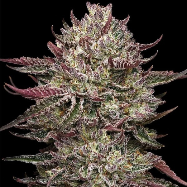 Chicken N' Wafflez (Humboldt Seed Company) Feminiserade