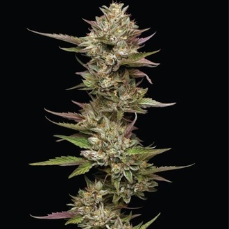 Moon Fog (Humboldt Seed Company) Feminiserade