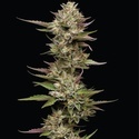 Moon Fog (Humboldt Seed Company) Feminiserade