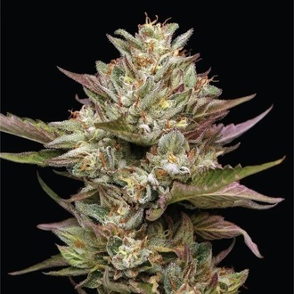 Moon Fog (Humboldt Seed Company) Feminiserade